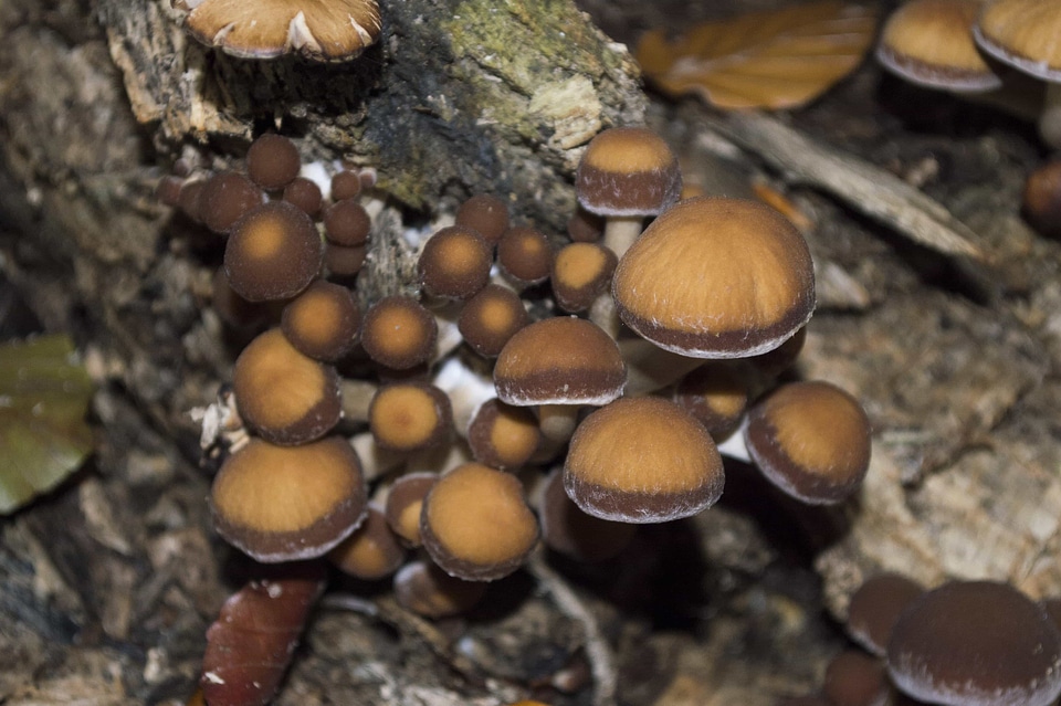 Biology brown daylight