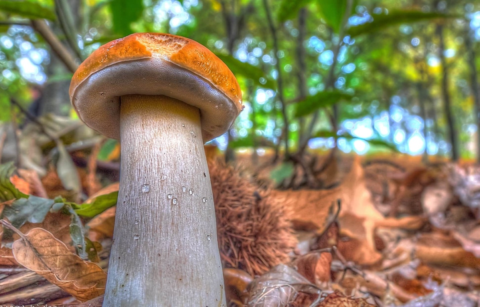 Autumn biology brown