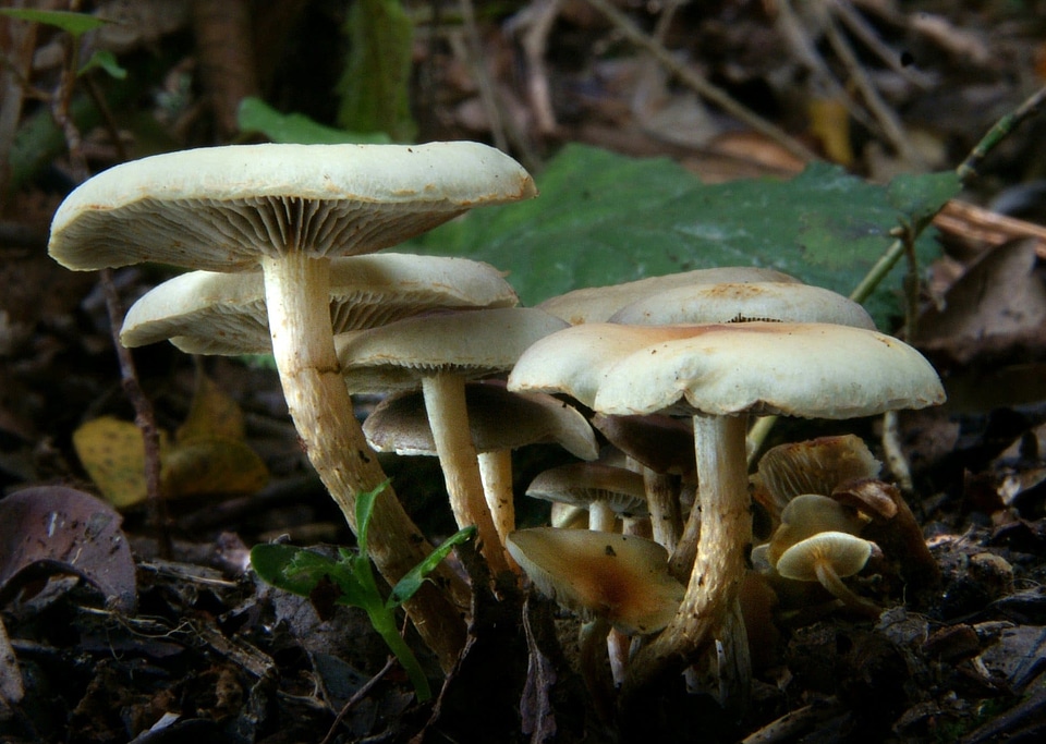 Autumn biology brown