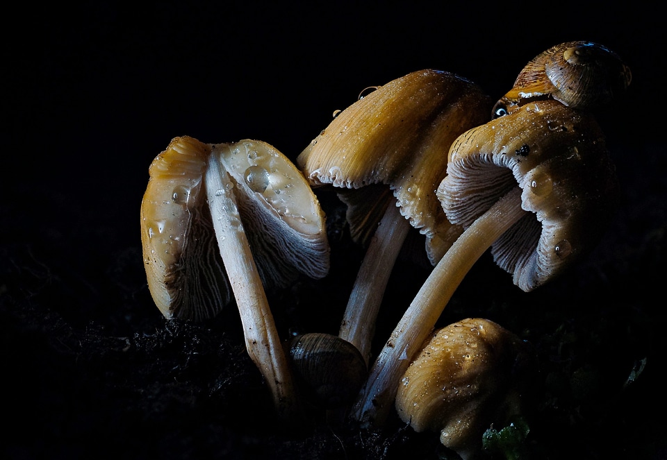 Beautiful Photo biology brown