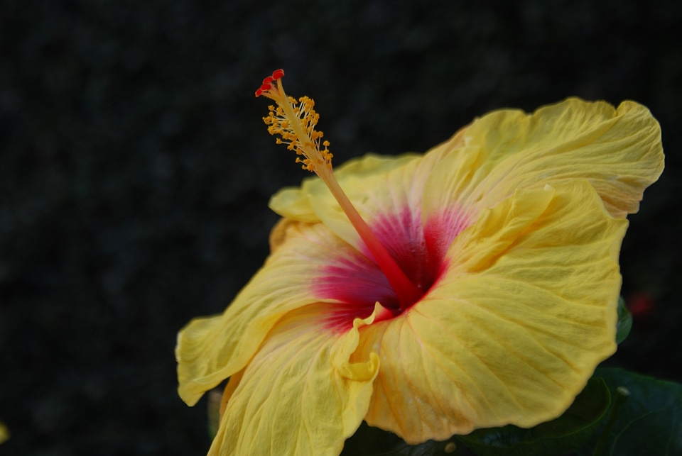 Beautiful beautiful flowers beautiful photo