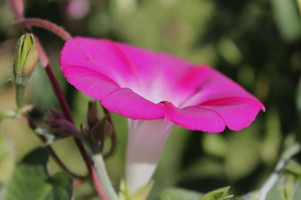 Beautiful beautiful flowers beautiful photo