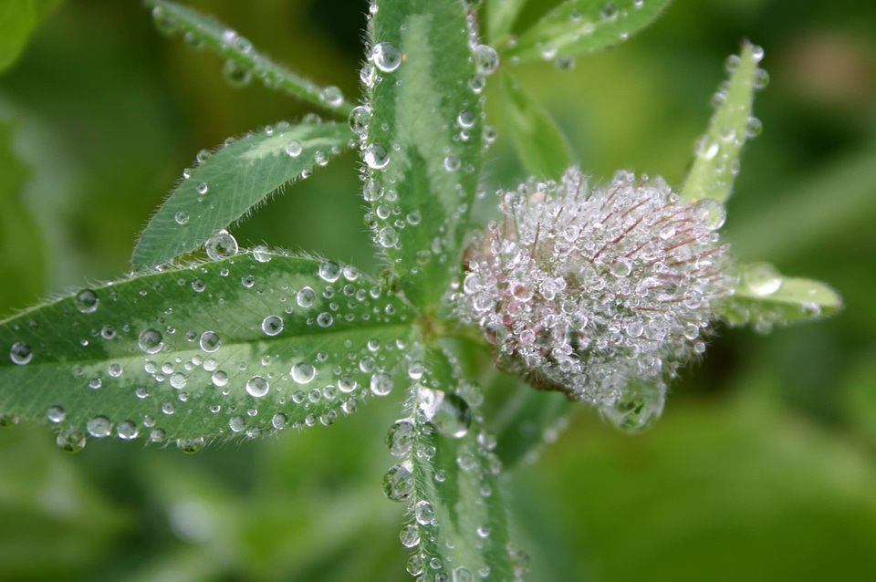 Beautiful Flowers beautiful photo condensation