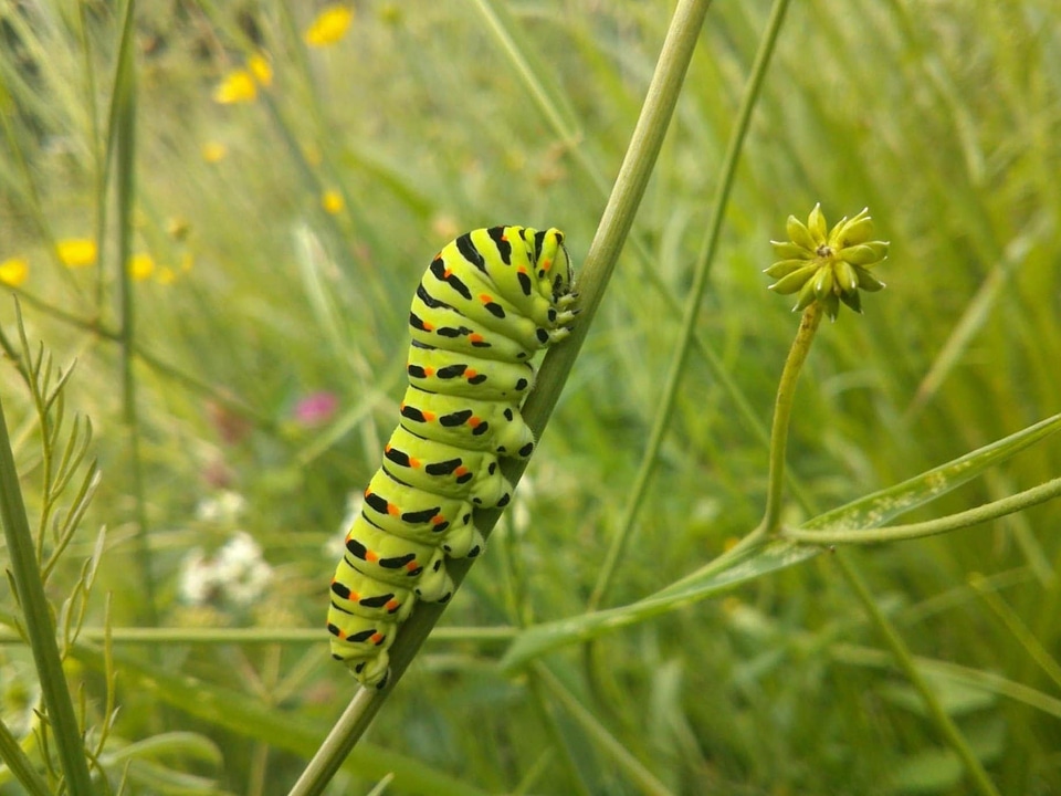 Animal arthropod beautiful photo