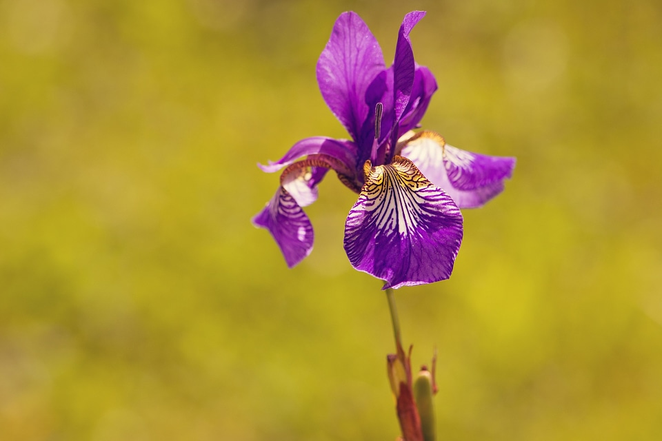 Beautiful beautiful flowers beautiful photo