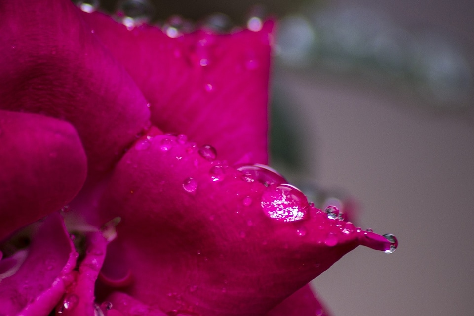 Beautiful beautiful flowers beautiful photo