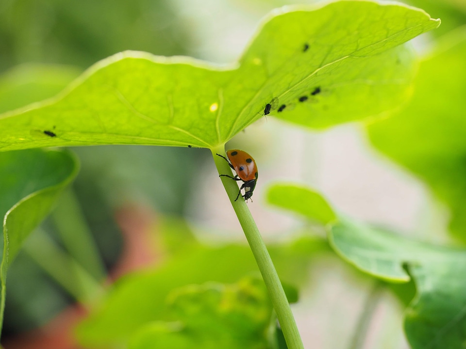Animal arthropod beetle