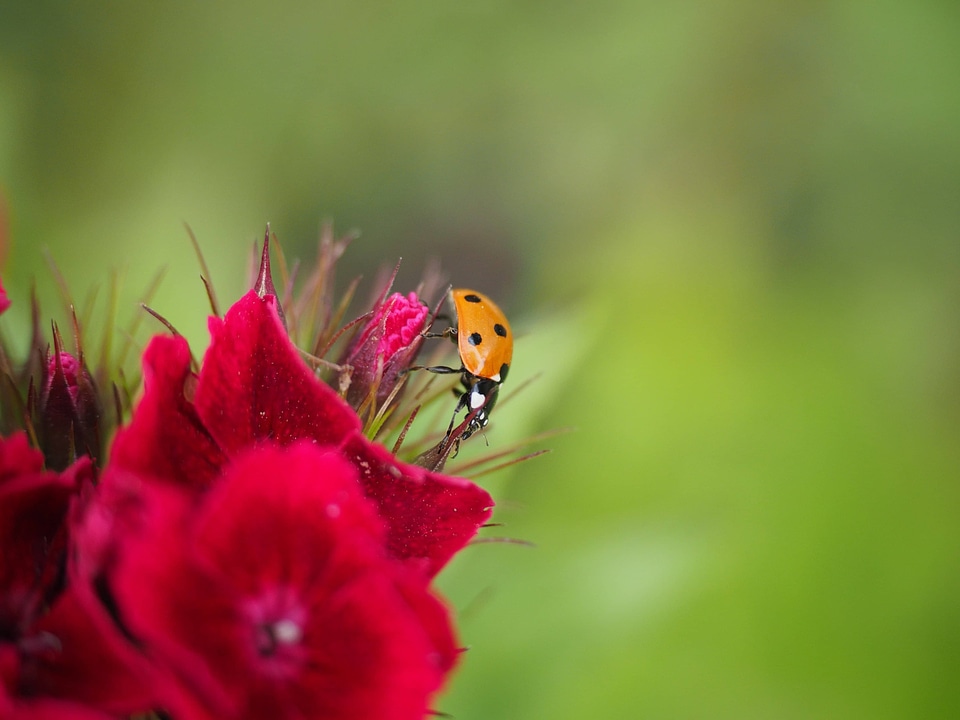 Animal arthropod beautiful flowers