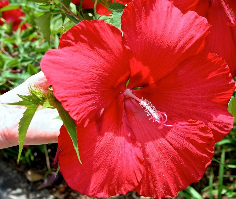 Beautiful beautiful flowers bloom