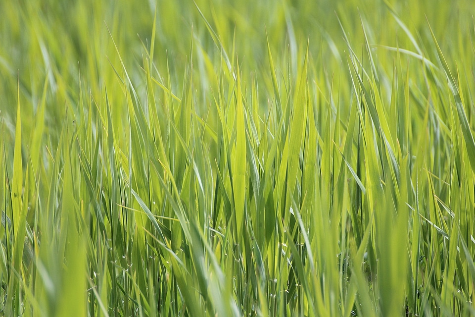 Agriculture cereal diet