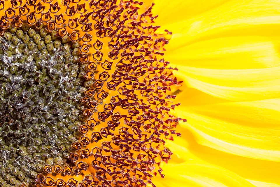 Nature plant blossom