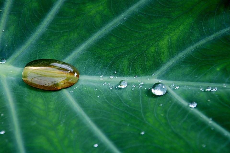 Beautiful Image beautiful photo dark green