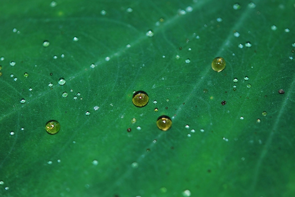 Condensation dark green detail
