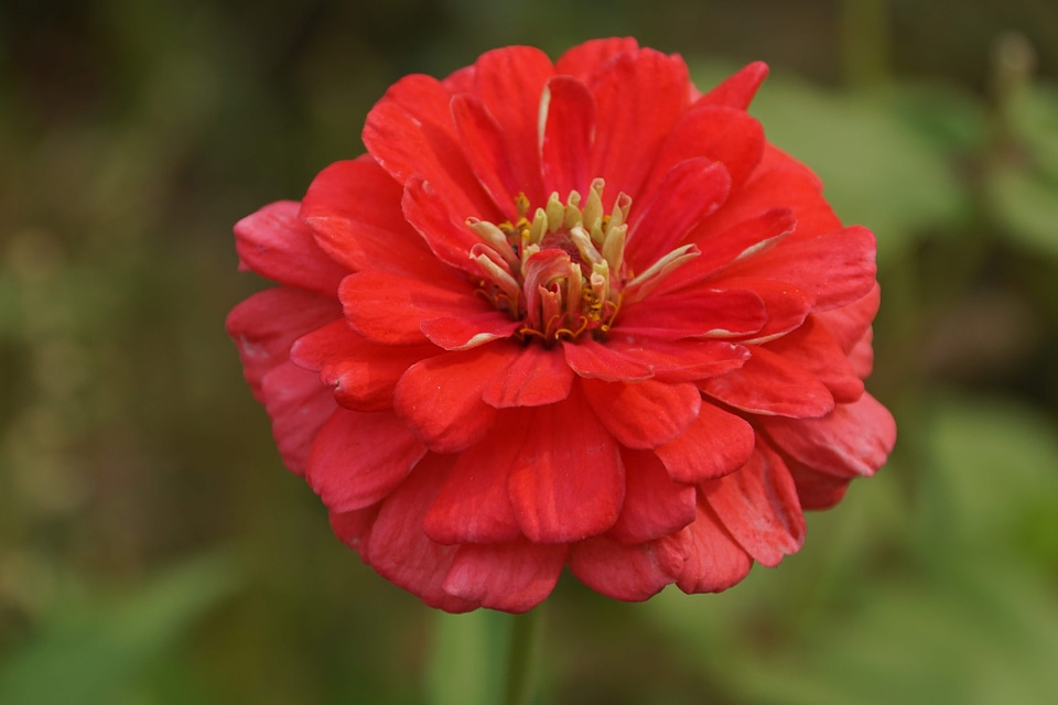 Beautiful beautiful flowers beautiful image