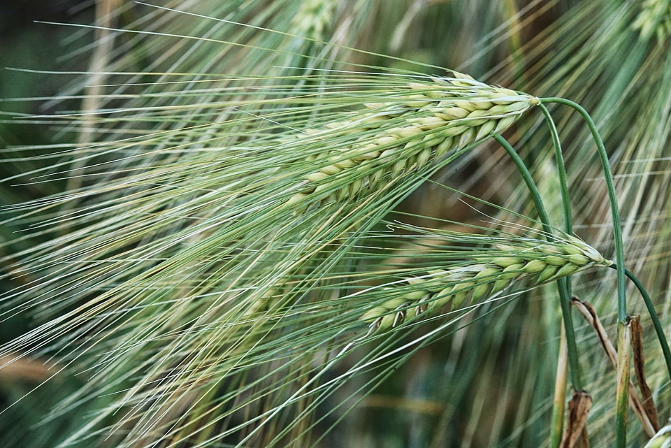 Agriculture beautiful photo cereal