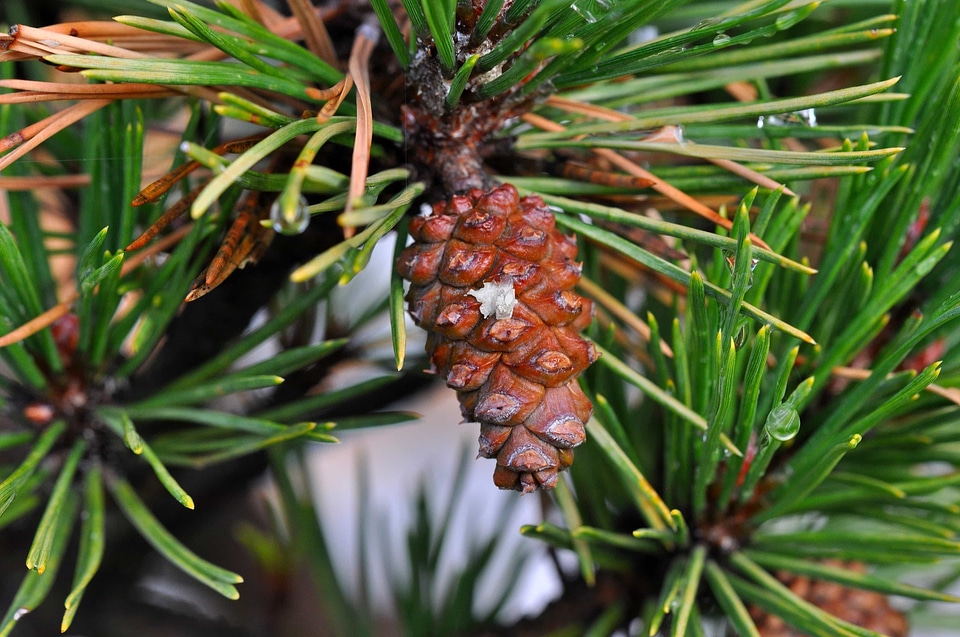 Branch conifer conifers