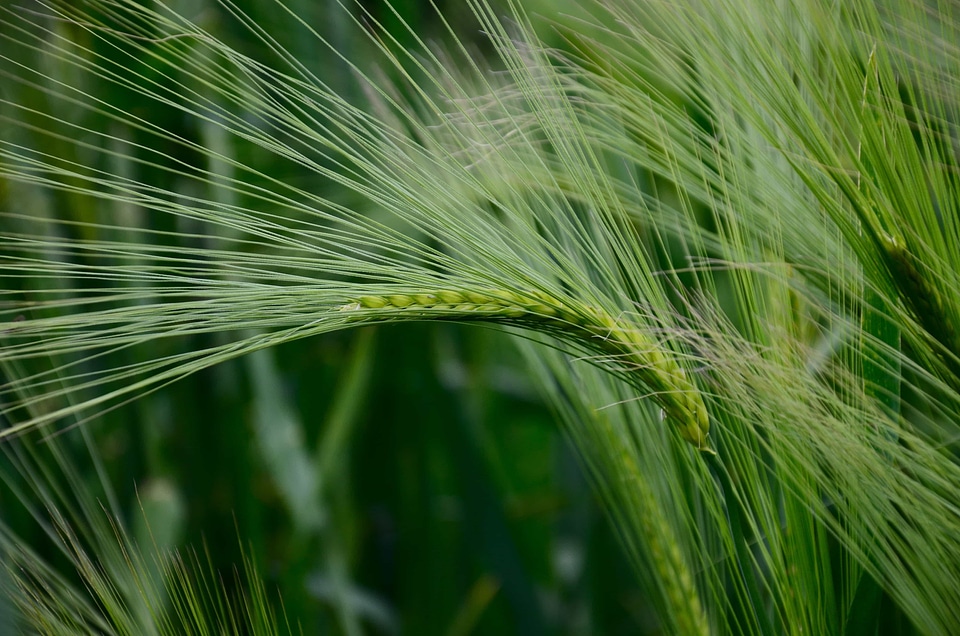 Agriculture beautiful photo cereal