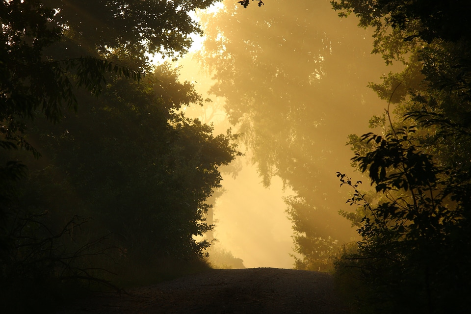 Backlight branch cloud