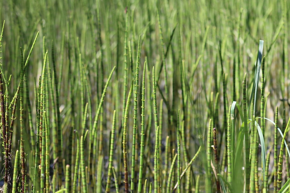 Agriculture dawn day