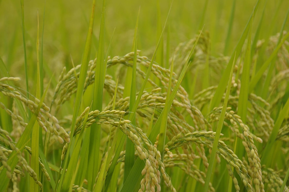 Agriculture cereal countryside