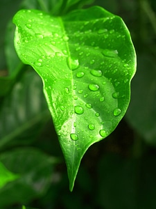 Dew droplet ecology photo