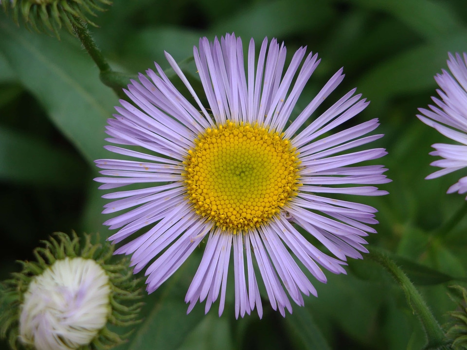 Agriculture beautiful beautiful flowers