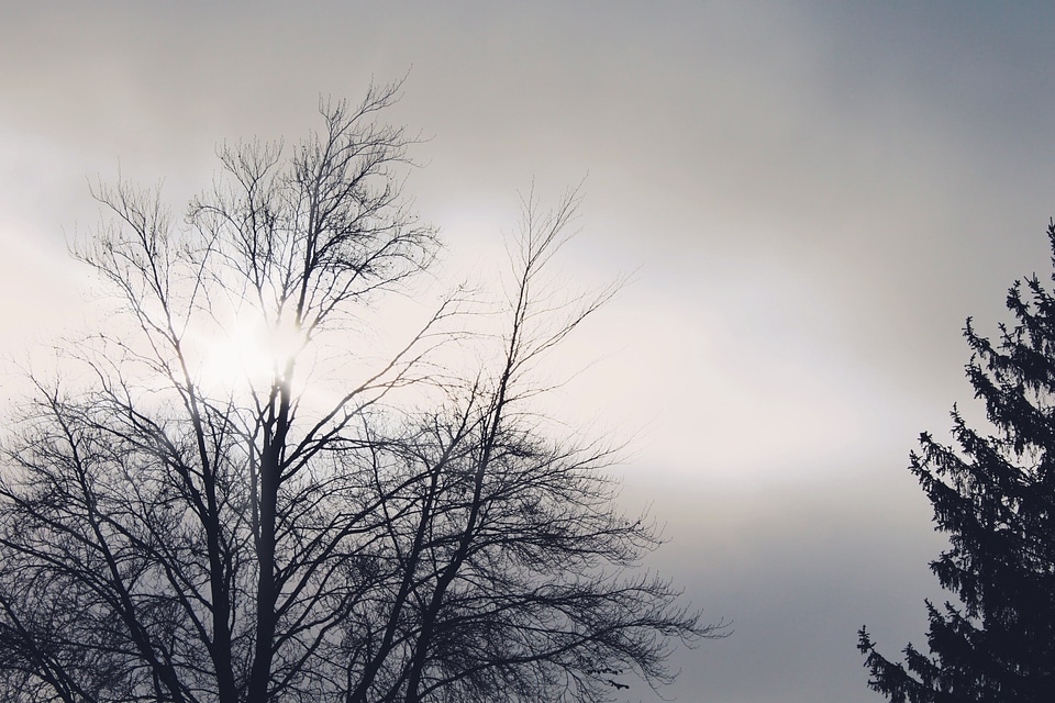 Atmosphere backlight branch photo