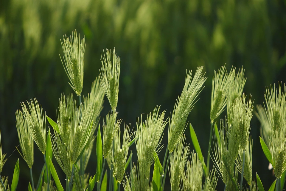 Agricultural agriculture barley
