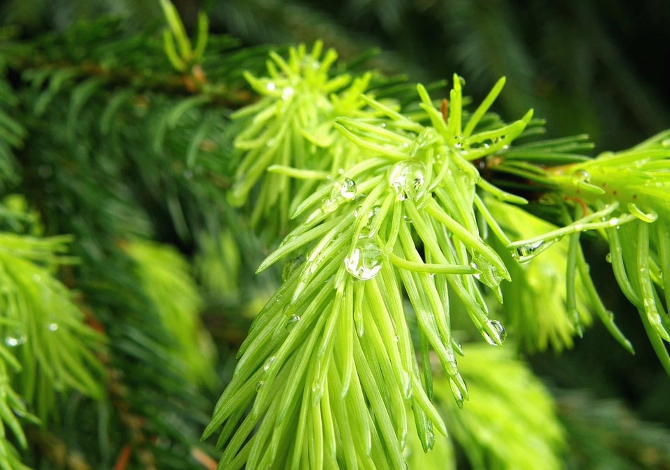 Beautiful Photo branch conifer