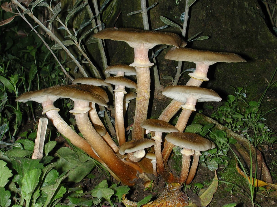 Biology brown detail