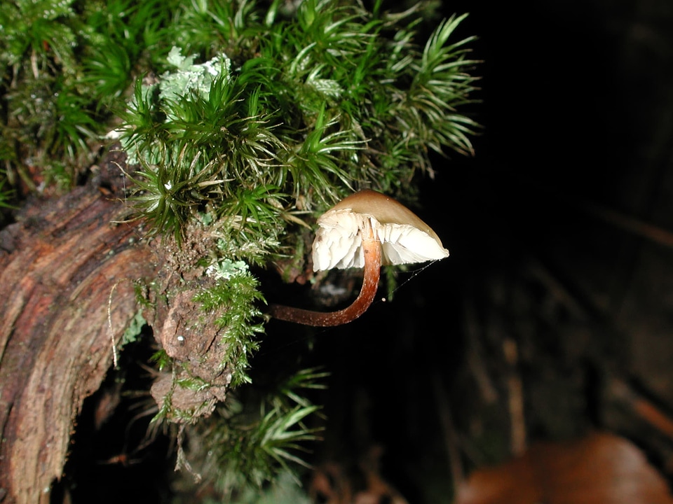 Detail details ecology