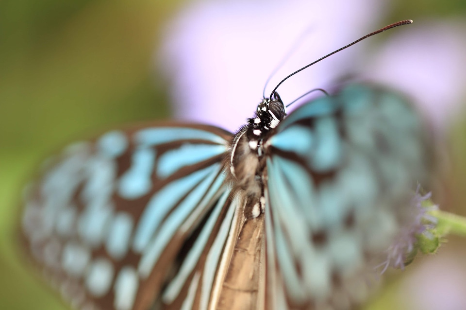 Animal arthropod biology