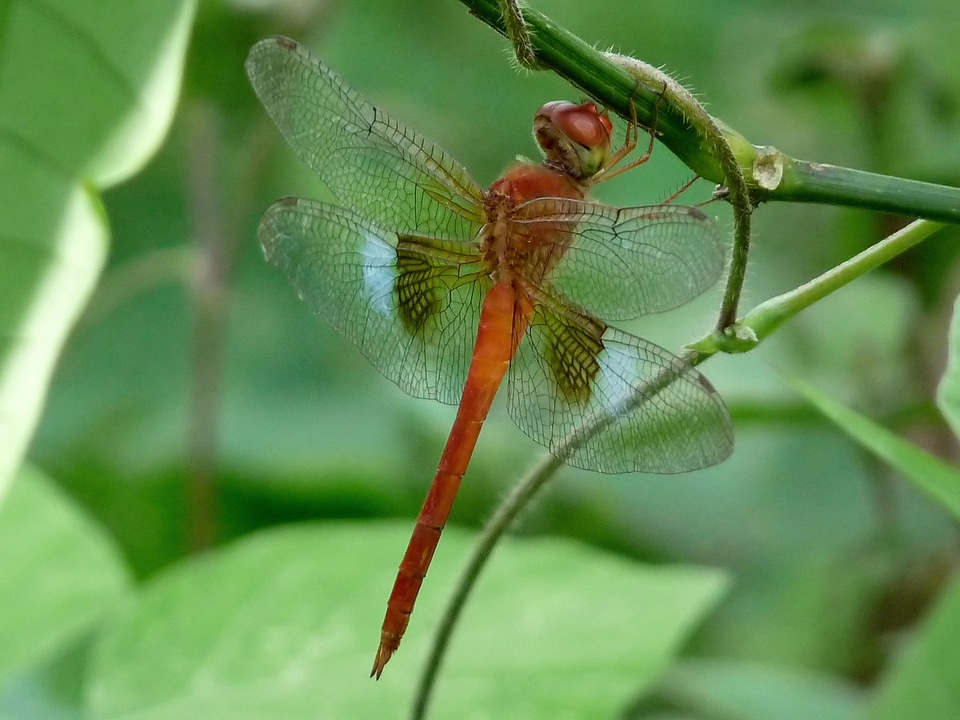 Beautiful colorful twig