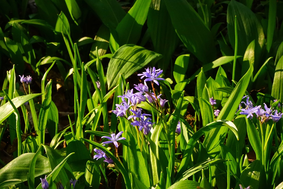 Beautiful Flowers blooming blossom