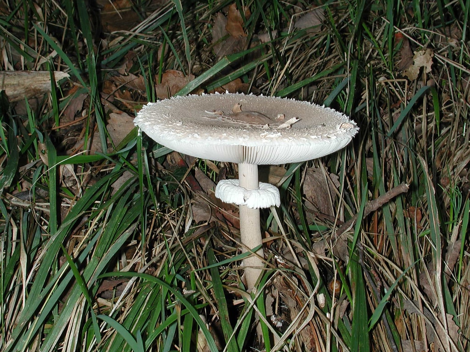 Autumn detail details