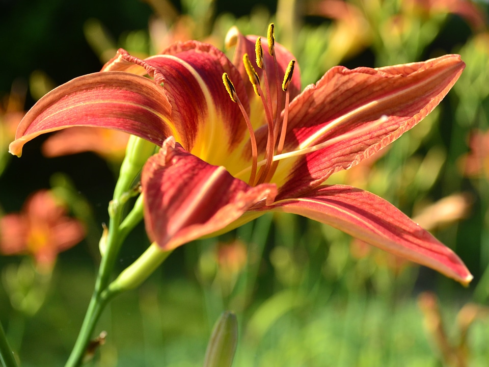 Day lily nature outside