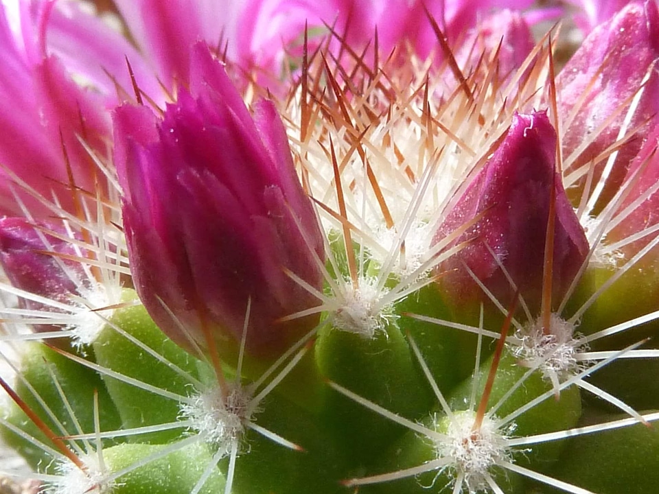 Beautiful beautiful flowers beautiful photo