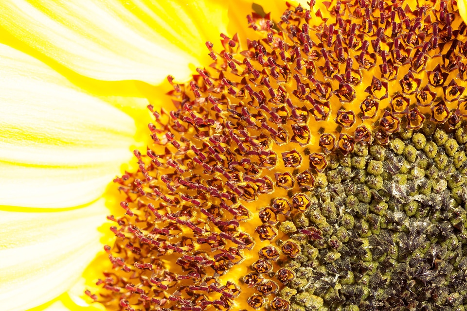 Nature plant blossom photo