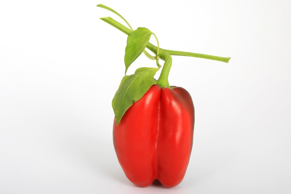 Beautiful Flowers beautiful photo bell pepper photo