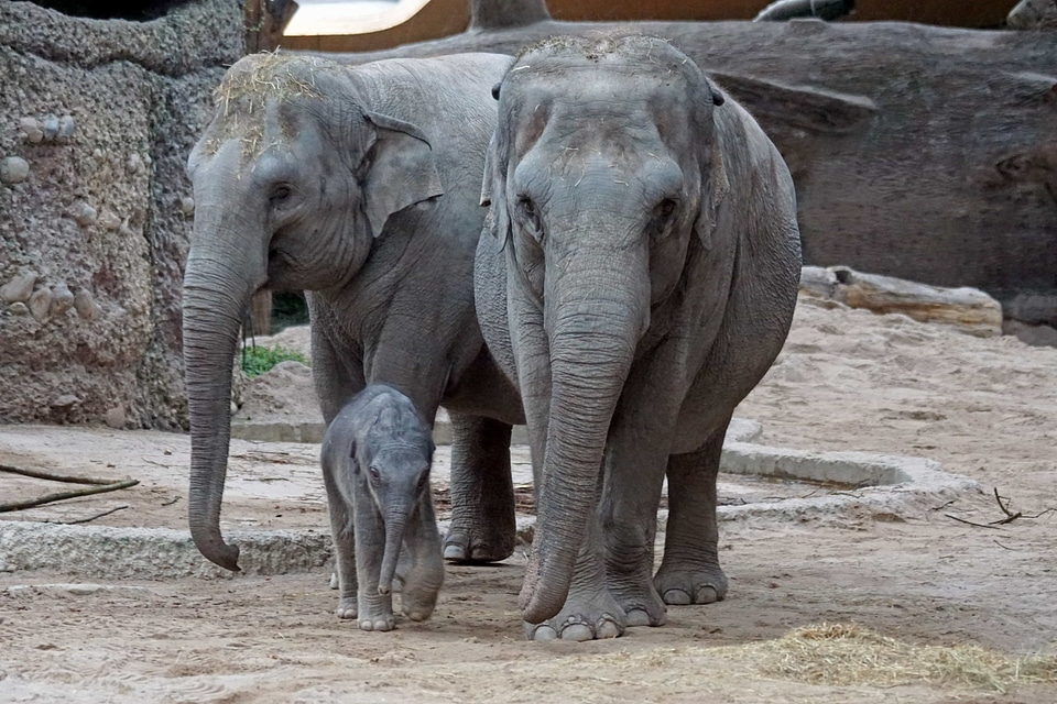Africa animal animals