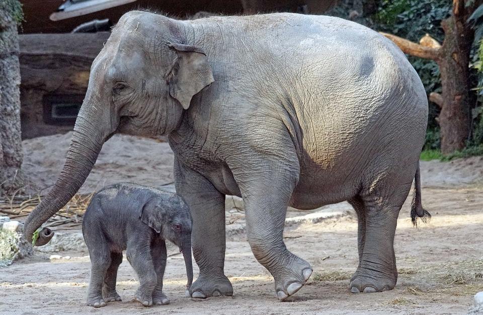Africa animal animals