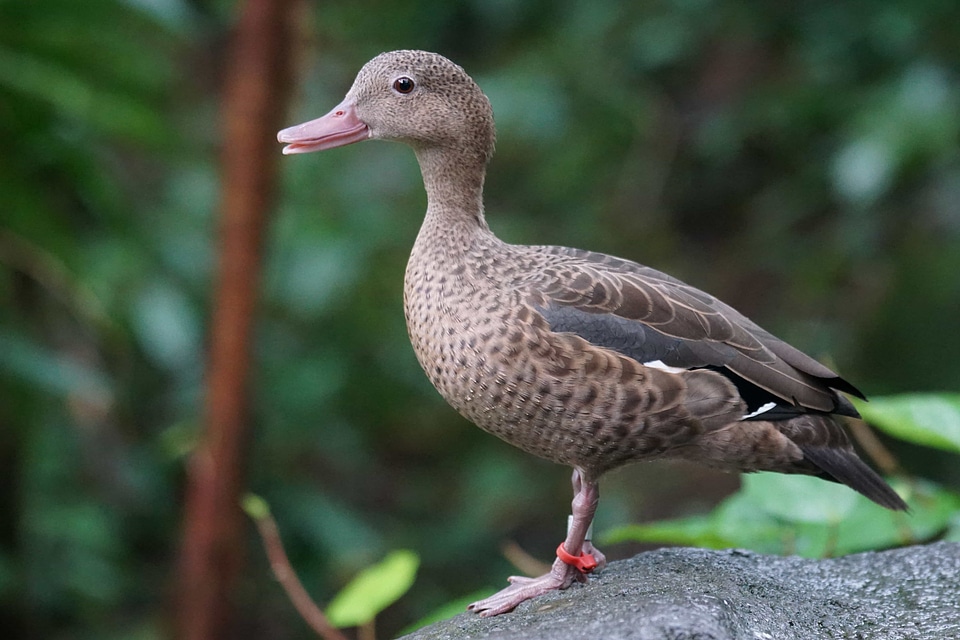 Animal aquatic bird avian photo