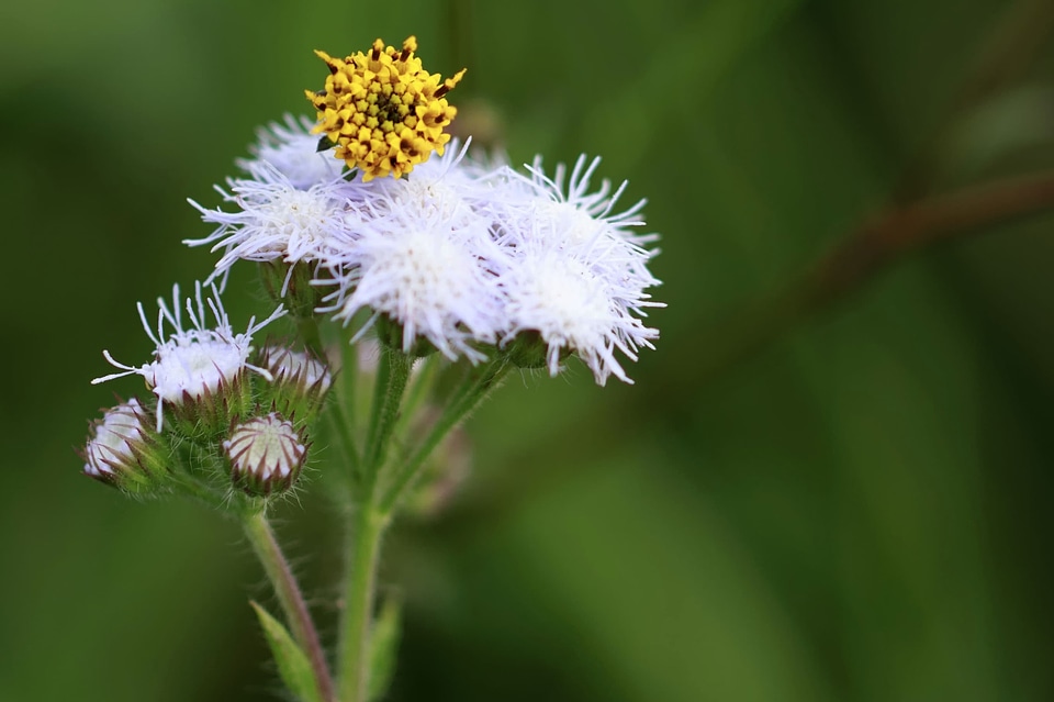 Beautiful Flowers biology bloom
