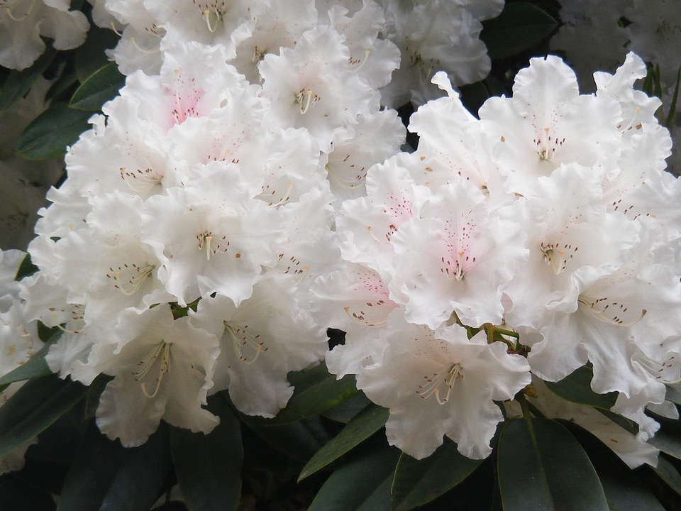 Beautiful beautiful flowers biology