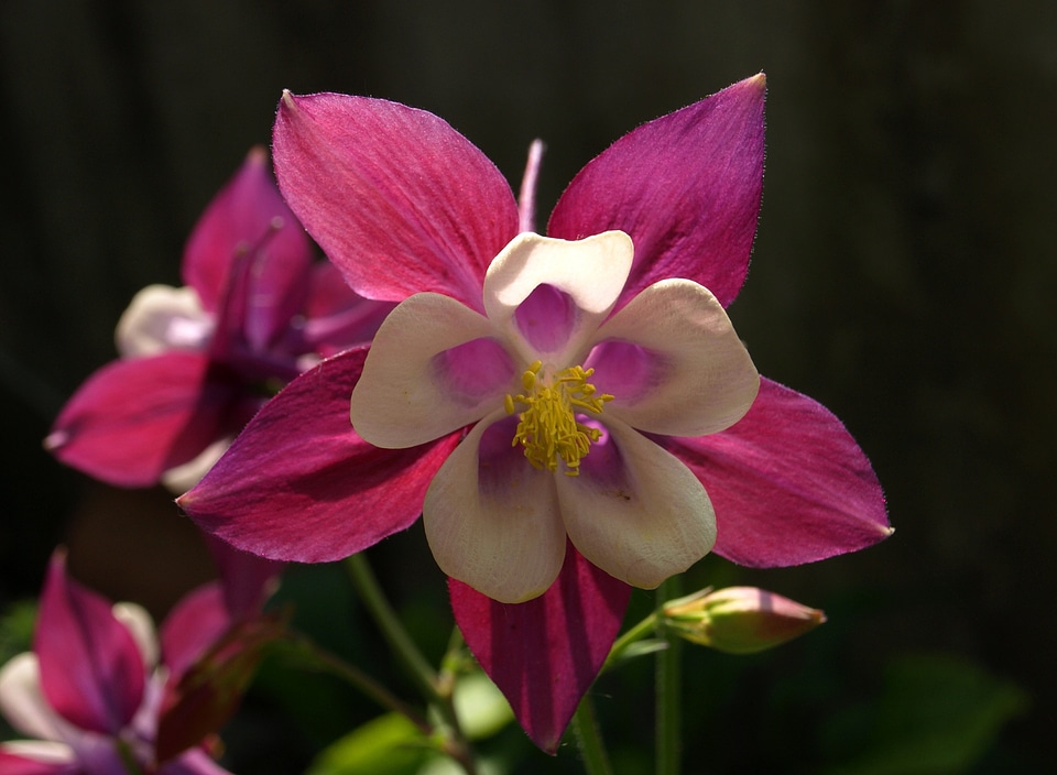 Beautiful beautiful flowers biology