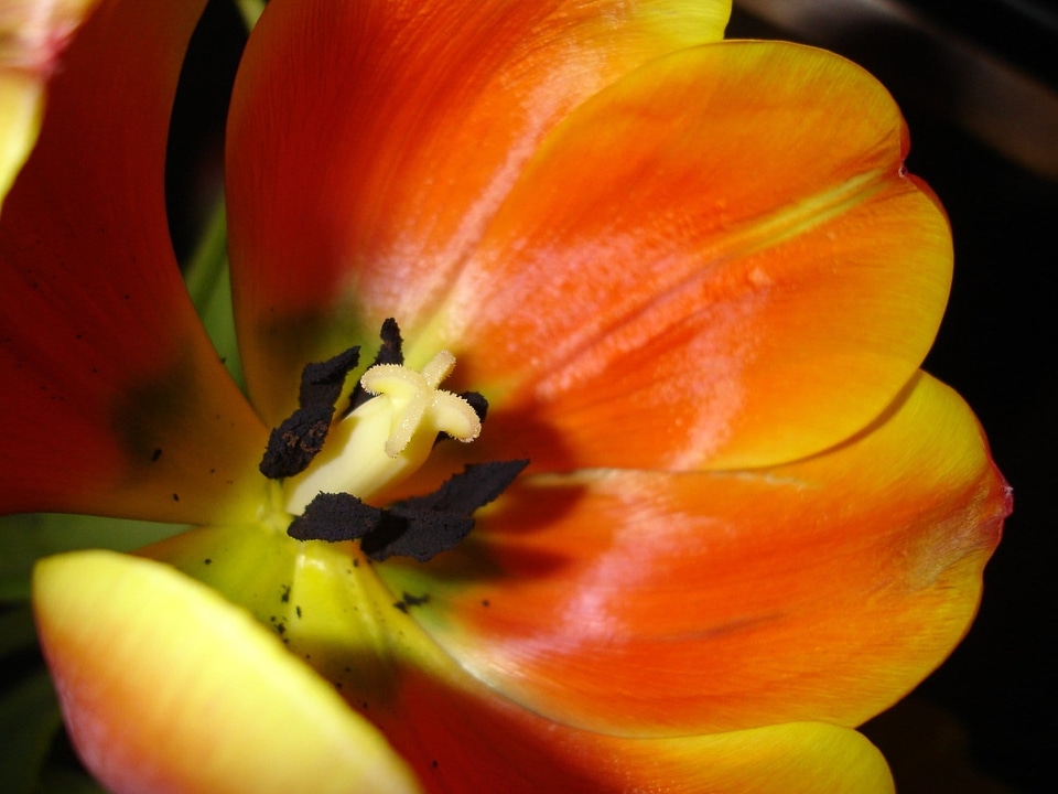 Beautiful Flowers biology bloom