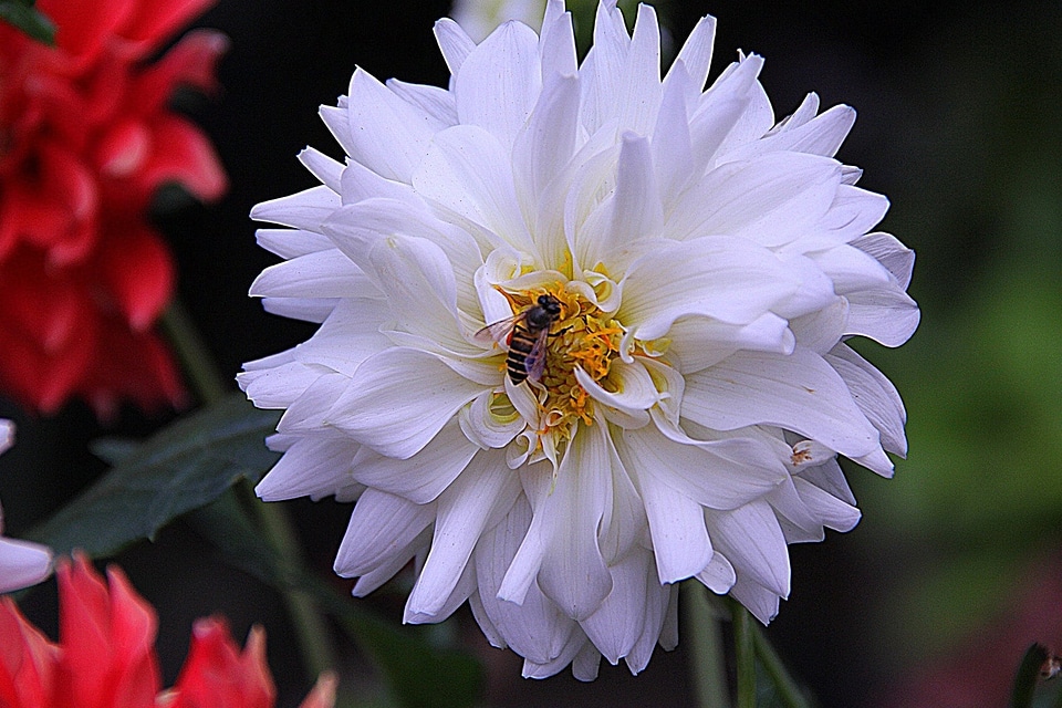 Beautiful beautiful flowers biology