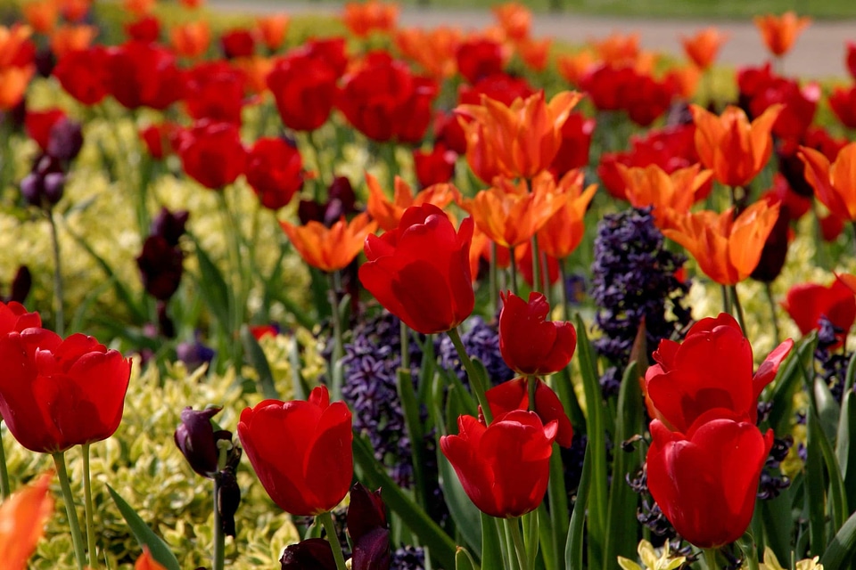 Beautiful Flowers biology bloom