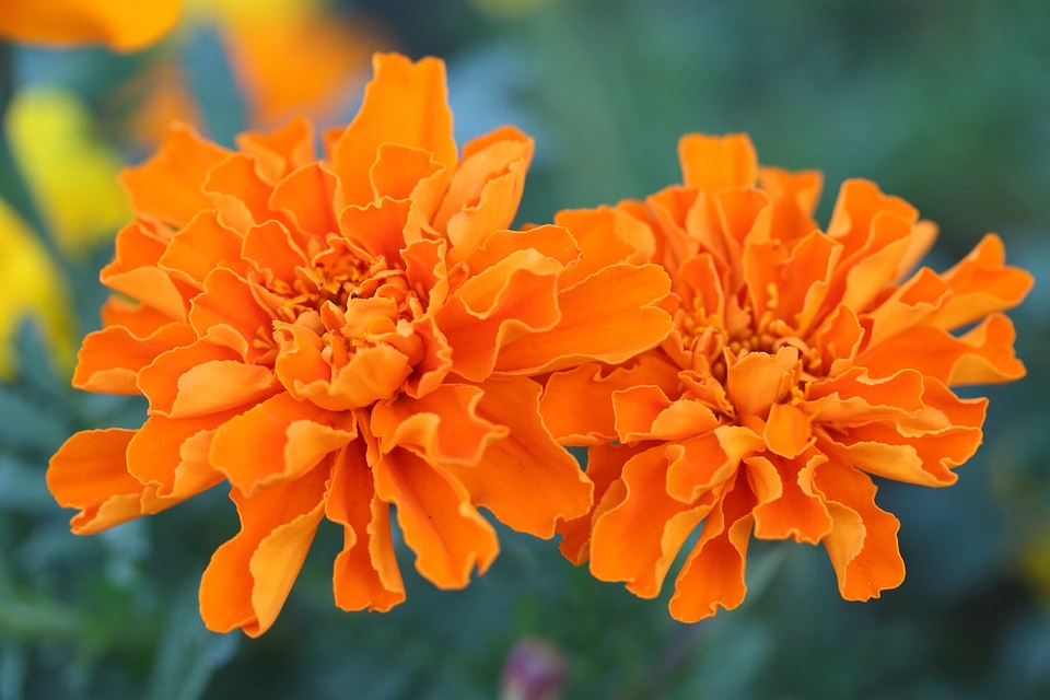 Beautiful beautiful flowers biology