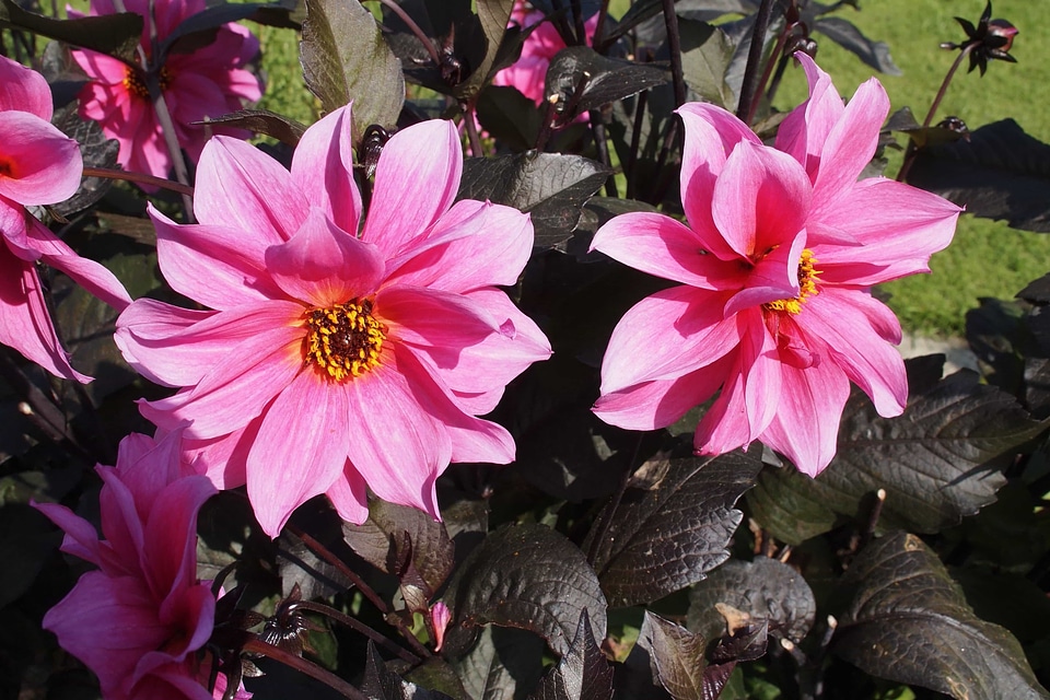 Beautiful beautiful flowers biology